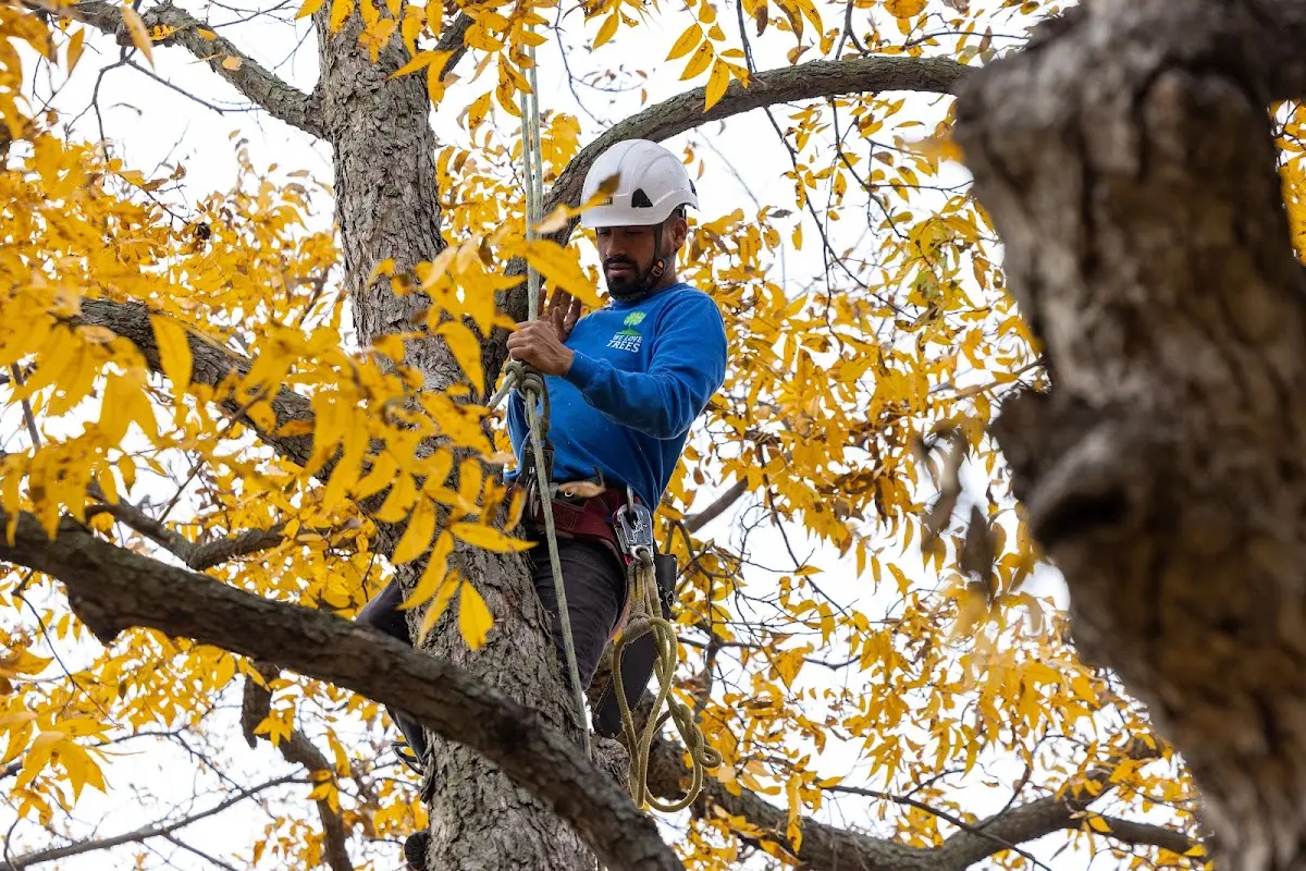Skilled Tree Disease Treatment crew working in Nappanee